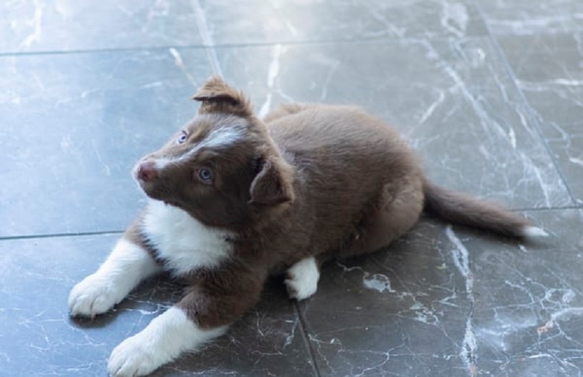 Šteňa vás samo upozorní, že potrebuje ísť von Základný výcvik šteňaťa